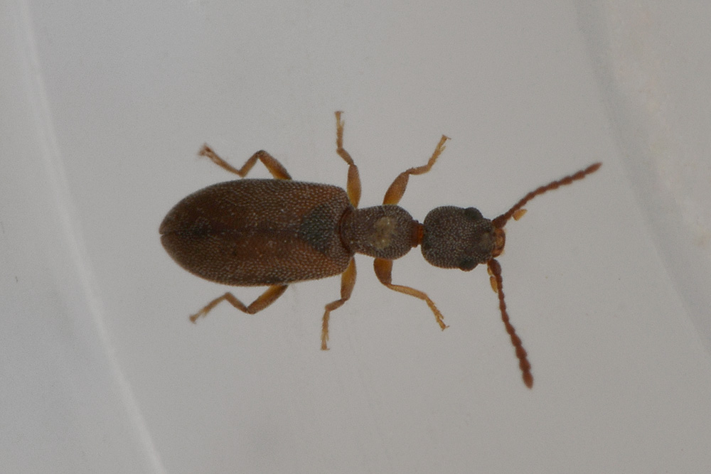 Anthicidae:   Endomia tenuicollis